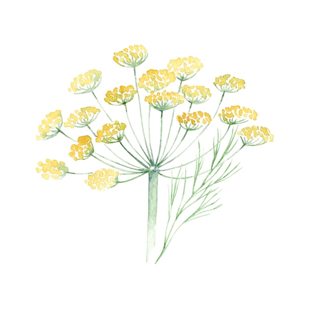 Equilibrio Digestivo